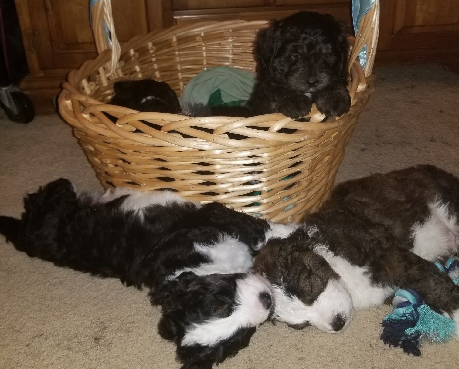 Arizona Standard F1 Bernedoodles